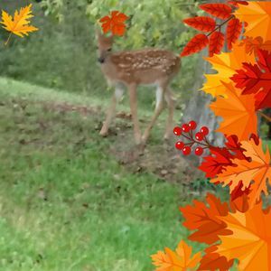 Meet your Posher, Jeanine